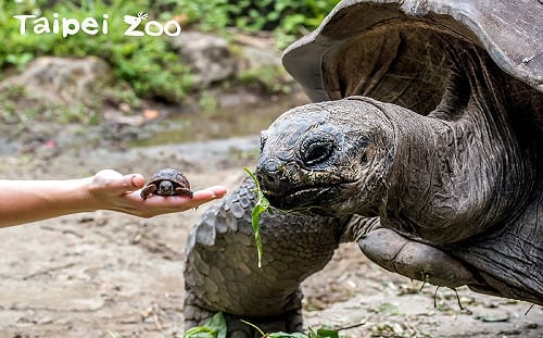 最萌體型差！亞達伯拉象龜寶寶size超米你