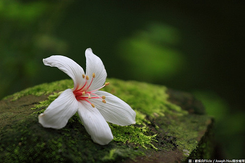 竹市桐花小旅行  帶你騎鐵馬走訪桐花秘境