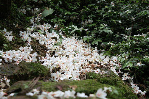 桃園５條賞桐步道大公開！讓你置身「桐」話故事裡