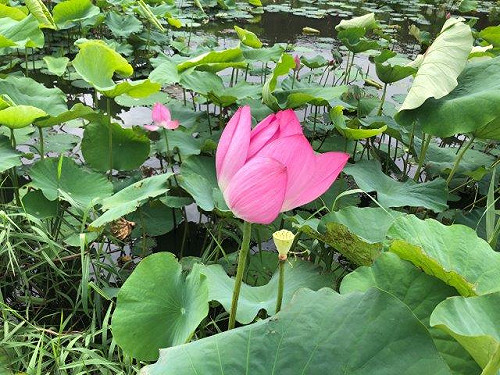 初夏最美的風景！板橋人工濕地荷花搶先綻放