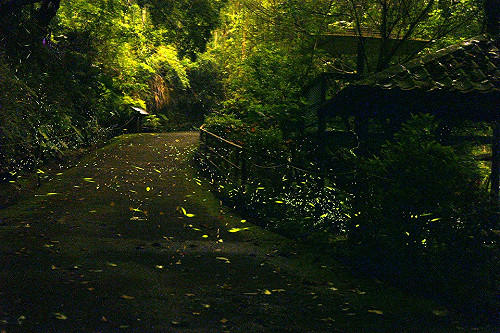 滿滿的螢火晚會！新北58條賞螢路線大公開