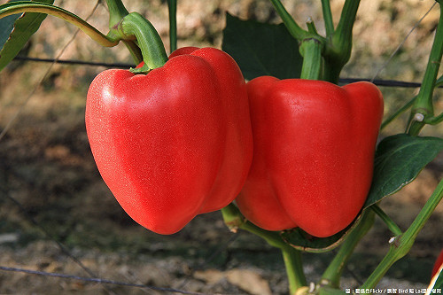 天敵取代農藥！提升無毒彩椒產量