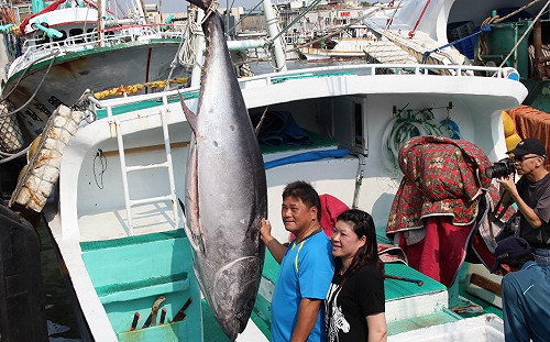 屏東第一鮪現蹤！琉球籍漁船火速返港爭頭籌