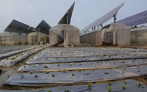太陽能可以種仙草！桃推農電合作為綠能加值