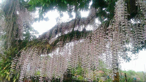 白河不只蓮花開！石斛蘭瀑布花海仙氣逼人