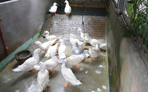 任意放生害了牠！鴨、鳥成路殺對象