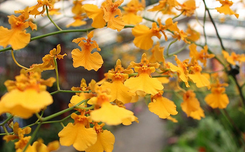 美到爆！士林官邸蘭花展5/1登場 超過30品種拍不完