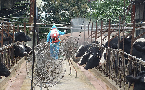 乳牛場春季嬰兒潮 農戶照顧犢牛24小時全年無休