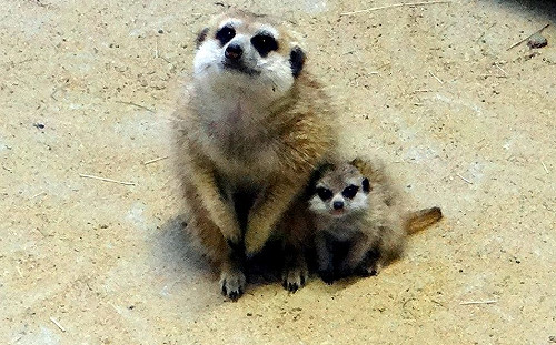 希望新成員是千金！狐獴家族的男寶寶滿堂跑