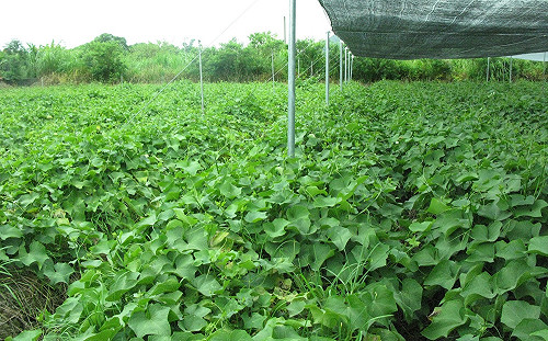 龍鬚菜盛產期到來！小心高溫＋無雨影響成長