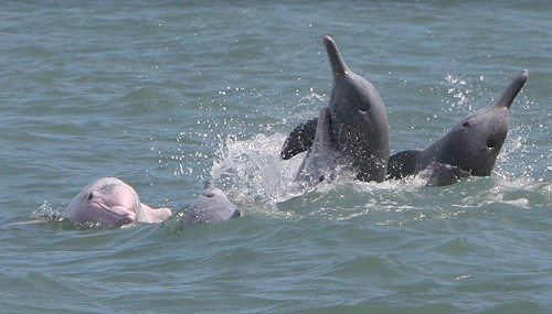 美國官方機構認證！「台灣白海豚」正面臨瀕危