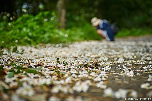 石碇桐花步道滿開中！DIY、市集、樂團等你來找茶