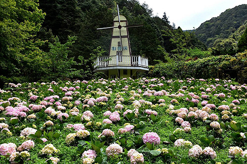 杉林溪絢麗賞花季！滿坑滿谷繡球花、楓紅一片