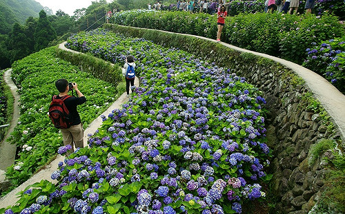 繡球花太美又惹禍？！竹子湖19日將實施為期六週週末交管
