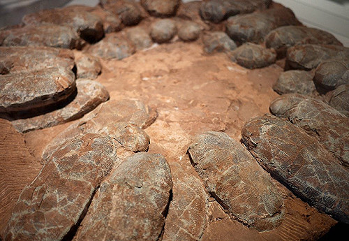 巨型恐龍如何孵蛋 ？日本學者告訴你