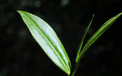 六龜茶葉猴賽雷！抗氧化能力更勝一般綠茶