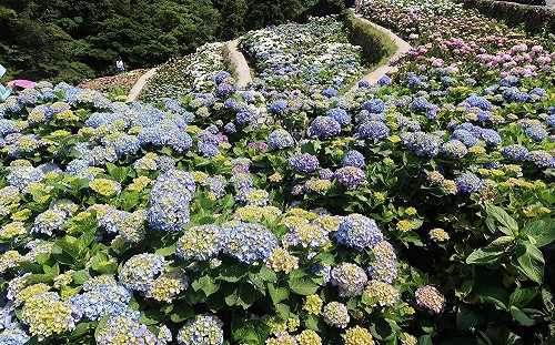 5月最強打卡景點！竹子湖繡球花大爆發