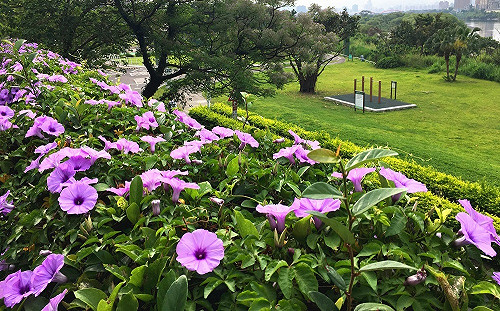 仙氣美照就靠他！槭葉牽牛紫色花海盛放中