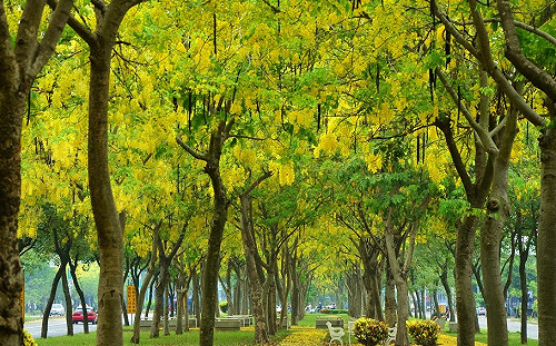 衝一波美照！嘉義阿勃勒盛放 花海如明信片場景美爆