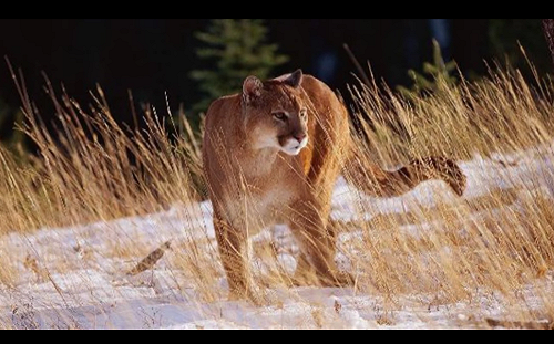誤闖美洲獅地盤遭攻擊  華盛頓州2登山車手1死1傷