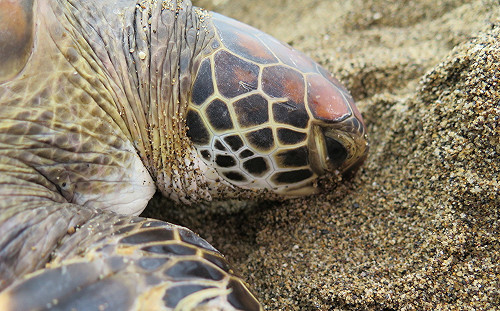 「索隆」成功重回大海！世界海龜日一同守護野生動物