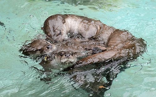 世界水獺日！前進動物園幫可愛歐亞水獺寶寶取名字