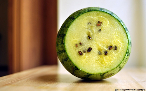 大肚西瓜正值盛產季！快來去台中大吃解暑