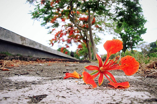 畢業季必拍花海特輯！全台6處火紅鳳凰花IG打卡地
