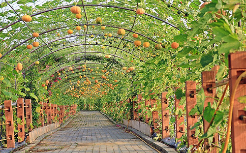 等不及南瓜節！250公尺南瓜隧道、2.6公里環湖步道超夢幻