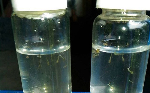 防日本腦炎  高雄市林園區設疫苗接種站