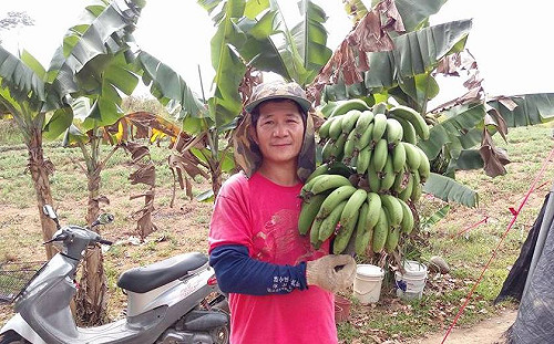 邱智淵觀點》蔡英文請注意  果賤傷農是民進黨的國政危機