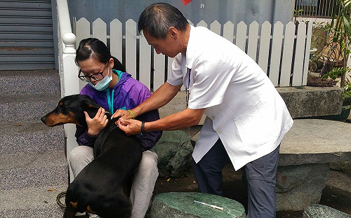 防治狂犬病 中市辦10場犬貓疫苗晶片注射優惠