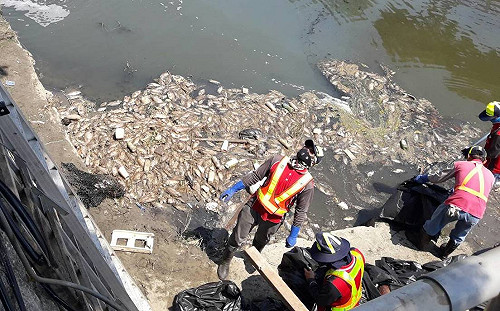 台中梧棲大排昨傳零星死魚上浮  環保局：溶氧量不足所致