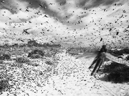 三族記系列26》蝗災地震人心惶惶  要求祭拜阿立祖及尫姨的呼聲更高了