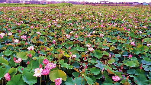 金山牡丹蓮期間限定！花朵碩大盛開期超好拍