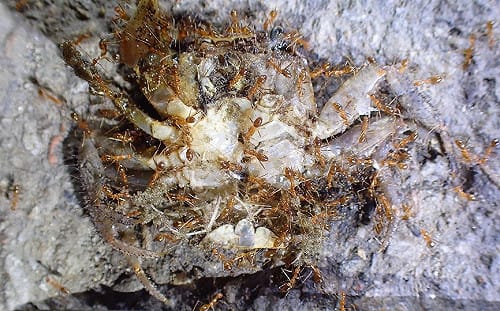 高美濕地竟出現黃瘋蟻！農業局：有毒！勿碰餌劑容器