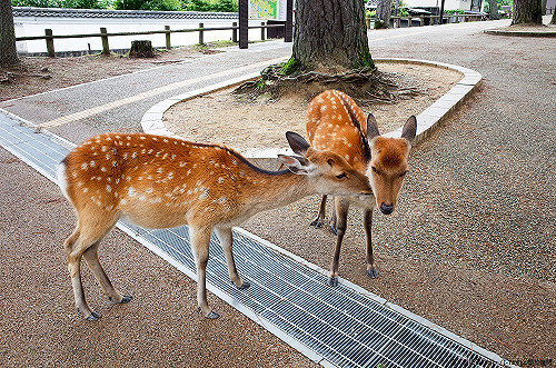 吃鹿胎盤可以抗癌？食藥署：假的！沒有科學根據