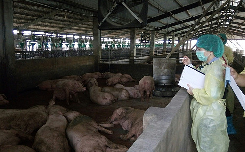 政府遲遲未強制禁廚餘養豬！豬農擬1/9北上抗議