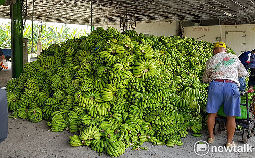 旗山蕉農不滿盤商壟斷  農糧署公平會將調查