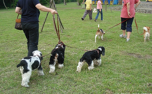 出遊寵物繫牽繩！毛孩受傷飼主、駕駛都違法