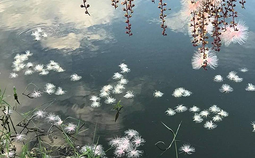 河流上竟有小雪花！宜蘭穗花棋盤腳花開好夢幻