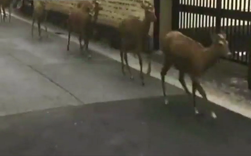 大阪6.1級地震早有預兆？小震不斷  火山爆發  鹿群出走…