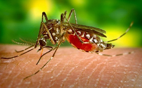 新北登革熱疫情擴大 新莊再增2病例