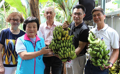農友種出罕見5芎香蕉 江啟臣助義賣1萬元捐弱勢