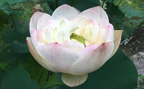 夏季代名詞大力綻放！故宮旁盛開荷花睡蓮奪目光