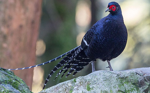 台大領先全球！完整解密台灣帝雉全基因體可望預防禽流感
