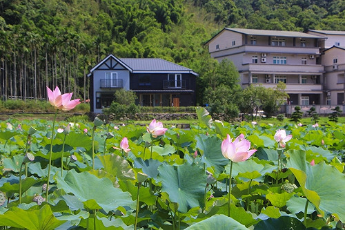期間限定饗宴！粉嫩雙溪荷花陪你暢玩一夏