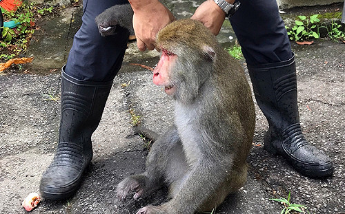 野猴闖動物園傷母猴  遭猴王率眾圍毆