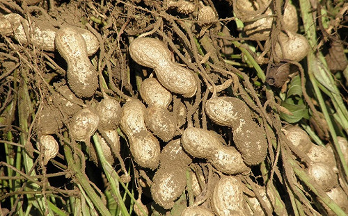 豪雨農損達1169萬！其中又以落花生受損最為嚴重