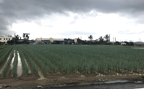 應對連日降雨 高市農業局：注意田間排水及疫病防治